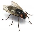 Рассказ про муху для детей дошкольников