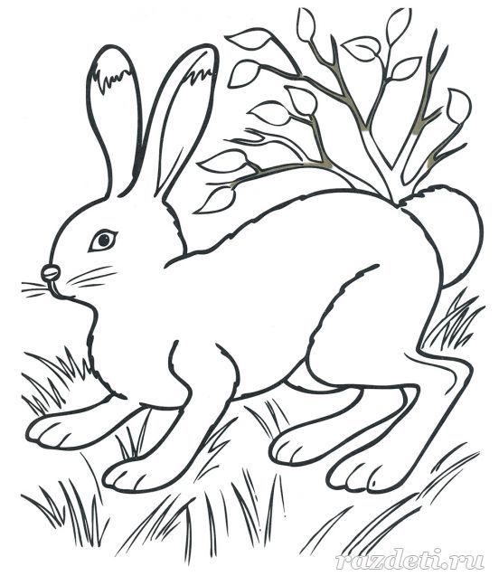 Заяц. Раскраска для детей 5-7 лет