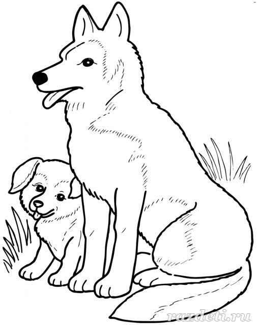 Собака и щенок. Раскраска для детей