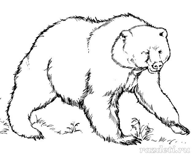 Загадки про медведя для детей 7-8 лет
