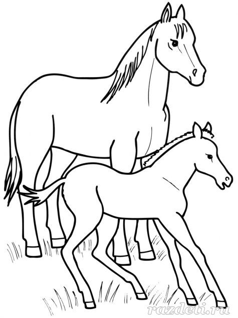 Лошадь и жеребёнок. Раскраска для детей