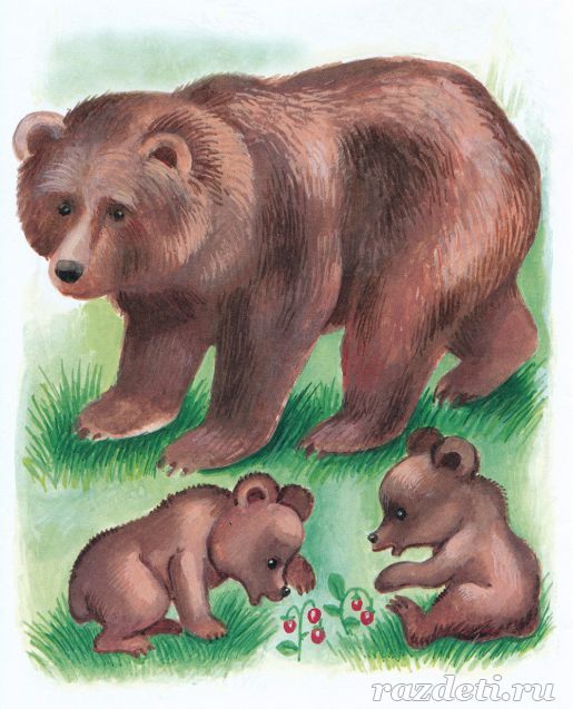 Медведь и медвежата. Картинка для детей