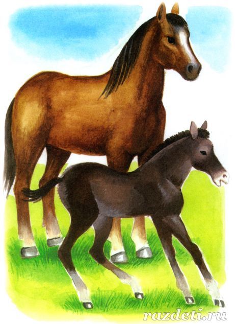 Картинка для детей. Лошадь и жеребёнок