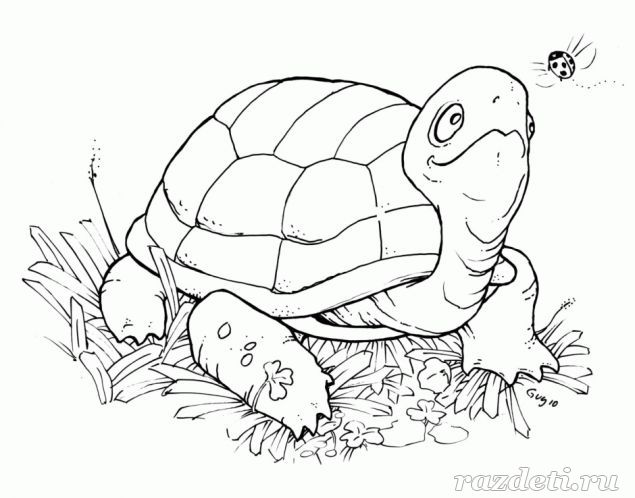 Загадки про черепаху для детей 5-6-7 лет