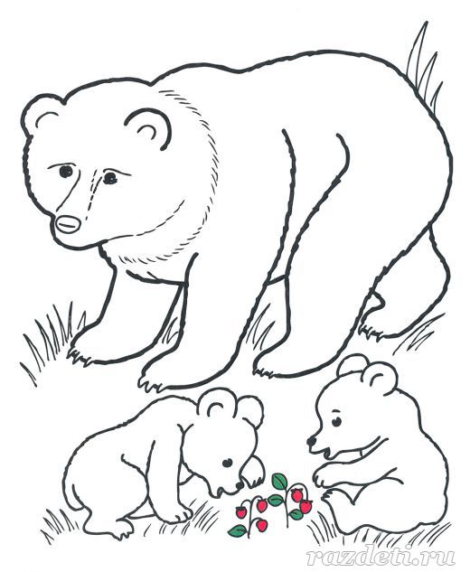 Медведь с медвежатами. Раскраска для детей 5-7 лет