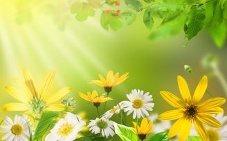 Интересные факты о цветах и растениях для детей