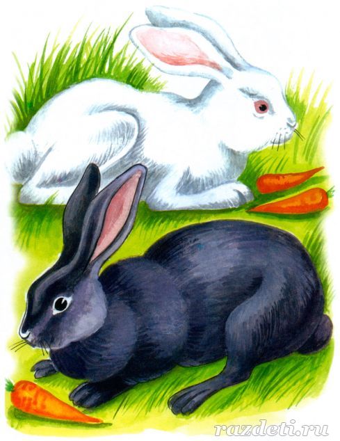 Кролики. Картинка для детей