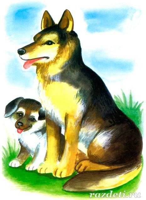 Собака и щенок. Картинка для детей