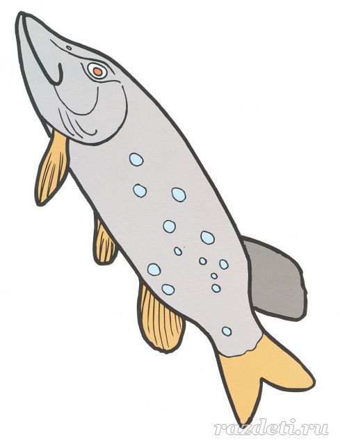 Картинка для детей. Рыба Щука