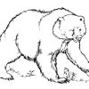 Загадки про медведя для детей 7-8 лет