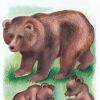 Медведь и медвежата. Картинка для детей