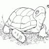 Загадки про черепаху для детей 5-6-7 лет