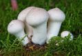 Рассказ про гриб Дождевик для детей 5-8 лет