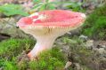 Доклад про грибы сыроежки, 3 класс