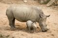 Рассказ о носороге для детей дошкольников